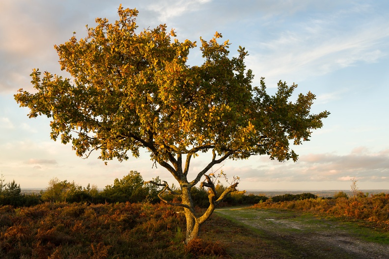 Oak Tree at Sundown - pk118276