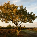 Oak Tree at Sundown - pk118276
