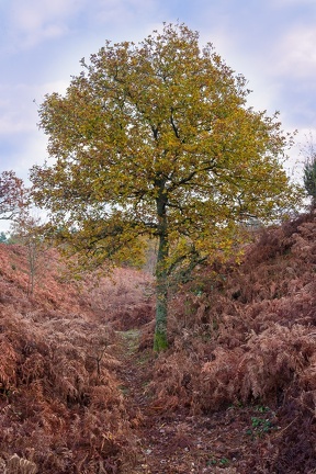 Autumnal Oak Tree - pk118439