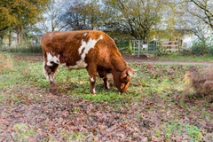 Grazing Cow - pk118360