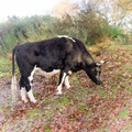 Grazing Cattle - pk118361