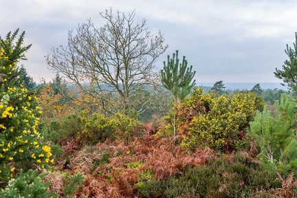 Autumn Heathland Flora - pk118432