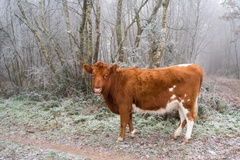 Hardy Young Cow - pk118632
