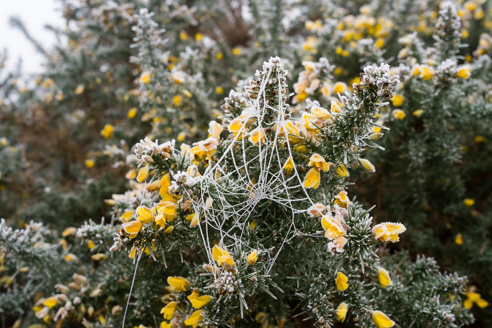 Frosty Gorse and Spiders Web - pk118564
