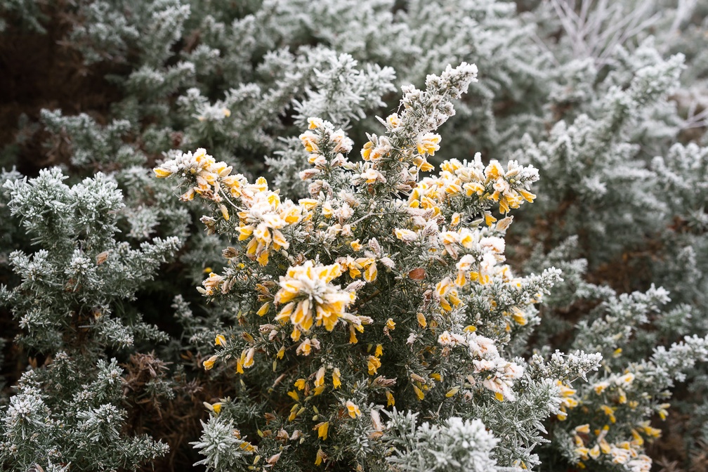 Frosty Gorse Flower - pk118600