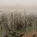 December fog and Frost - pk118603