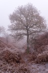 Frosty Oak in Fog - pk118594