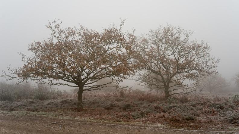 oaks-n freezing-fog-sam35-g-pk118591.jpg