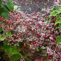Cotoneaster Berries - pk118504