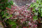 Cotoneaster Berries - pk118504