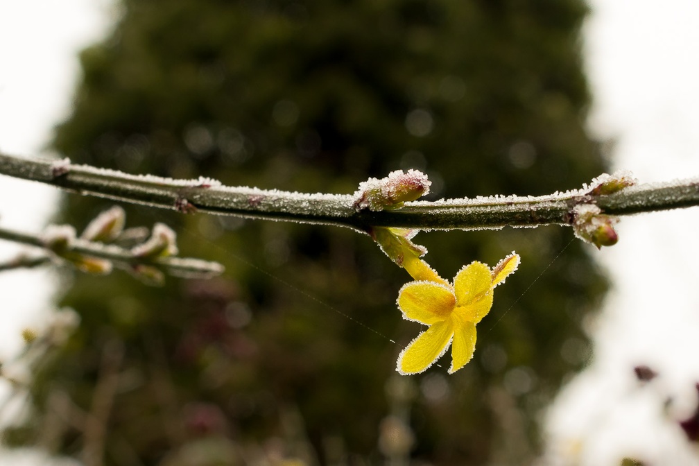 Frosted Winter Jasmine - pk118498