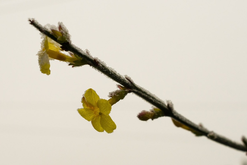 Frosted Winter Jasmine - pk118494