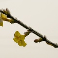 Frosted Winter Jasmine - pk118494