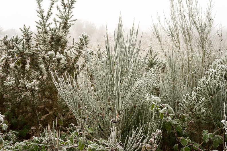 Frosted Broom - pk118527