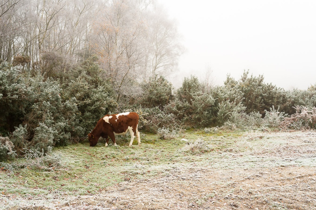 Cow Grazing on Frosty Heathland - pk118528