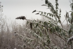 Frosted Buddleia - pk118522