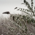 Frosted Buddleia - pk118522