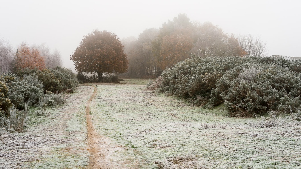 Frosty Landscape - pk118532