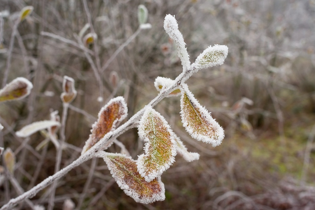 Frosted Goat Willow Leaves - pk118524