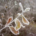 Frosted Goat Willow Leaves - pk118524
