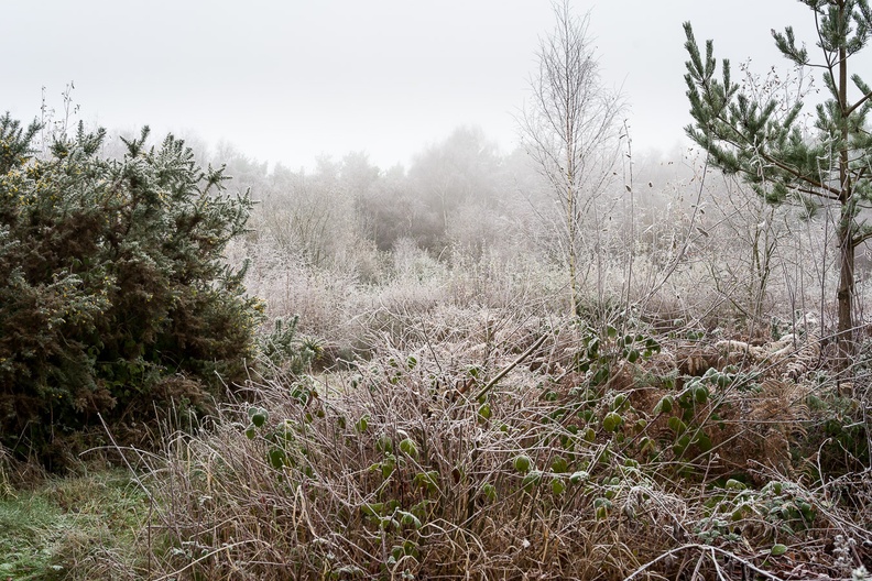 frosty-landscape-sam35-g-pk118517.jpg