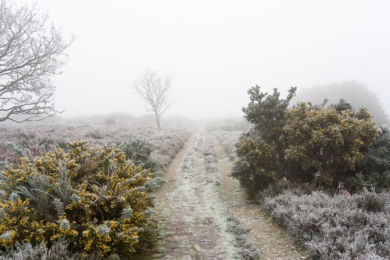 Freezing Fog Landscape - pk118554
