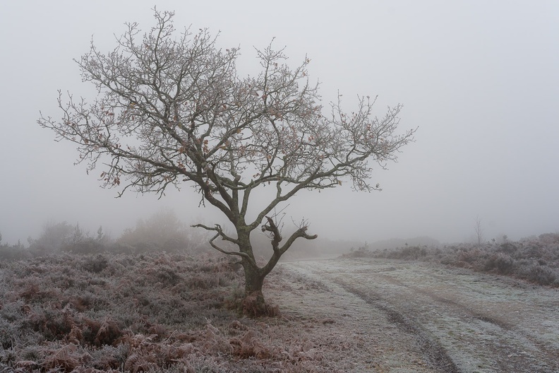 oak-freezing-fog-sam35-g-pk118583.jpg
