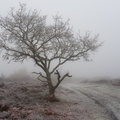 Heathland Oak Tree in Freezing Fog - pk118583