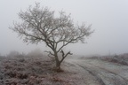 Heathland Oak Tree in Freezing Fog - pk118583
