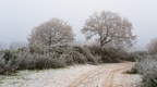 Oak Trees on Wintery Heath - pk118683