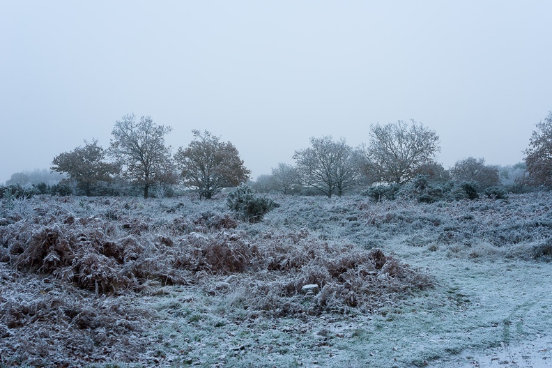 heathland-frost-sam35-g-pk118704.jpg
