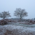 Winter Frost Landscape - pk118701