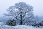 Frosted Sweet Chestnut Tree - pk118762