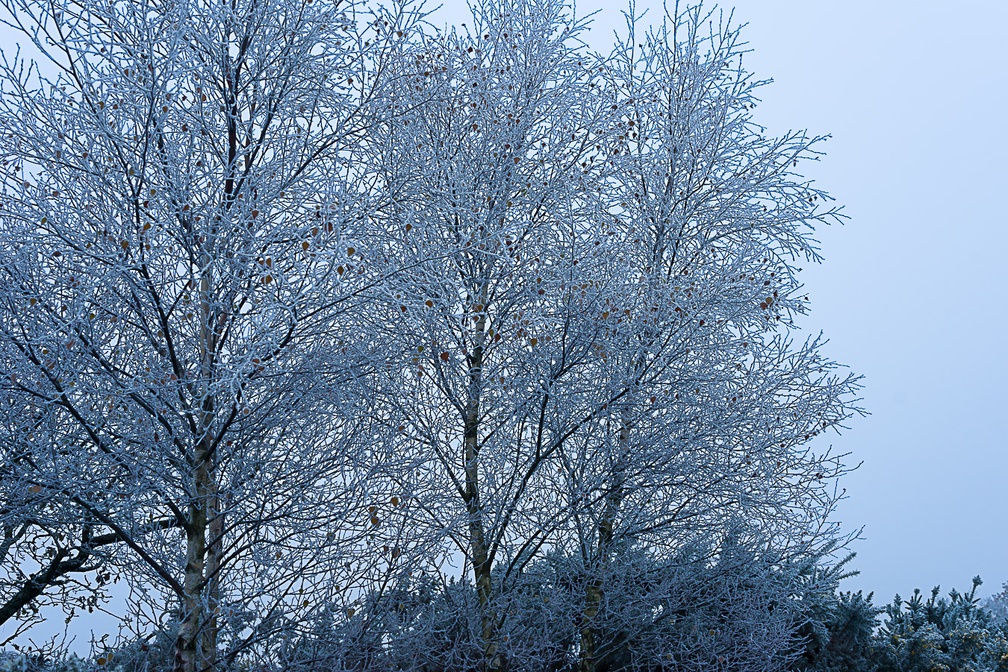 Frosted Silver Birch - pk118748