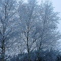 Frosted Silver Birch - pk118748