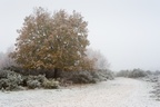 Oak Tree on Wintery Heath - pk118677