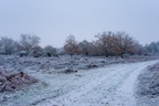 Winter Frost Landscape - pk118702