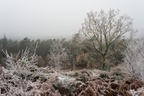 Winter Landscape - pk118706