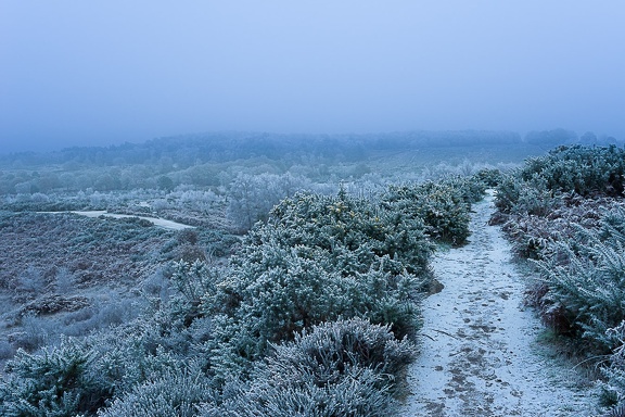 Winter Landscape - pk118749