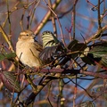 Female House Sparrow - 6d5151