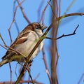 Male House Sparrow - 6d5180