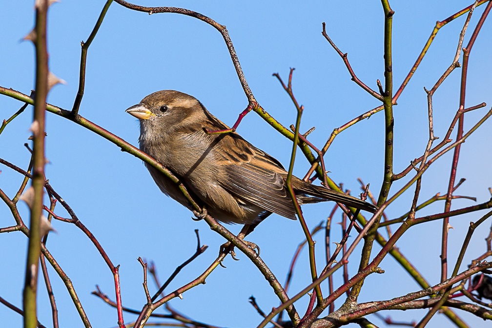 Female House Sparrow - 6d5205