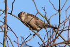 House Sparrow Cleaning Beak - 6d5206