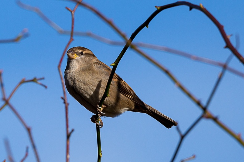 Female House Sparrow - 6d5213