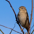 Female House Sparrow - 6d5217