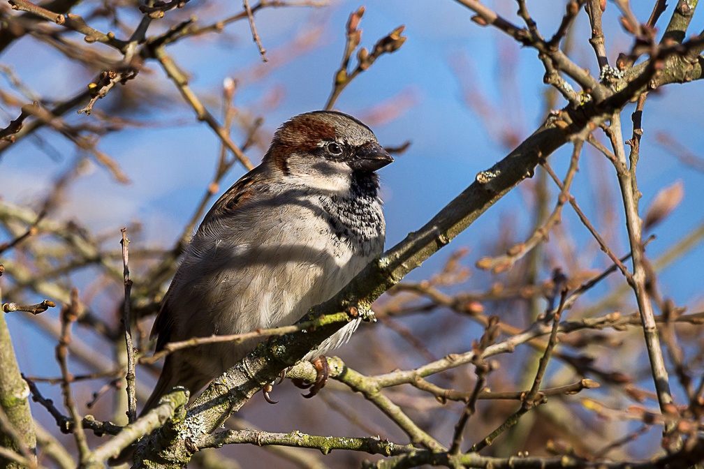 Male House Sparrow - 6d5227