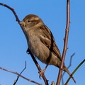 Female House Sparrow - 6d5219