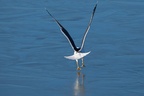 Lesser Black-backed Gull take-off - 6d5306