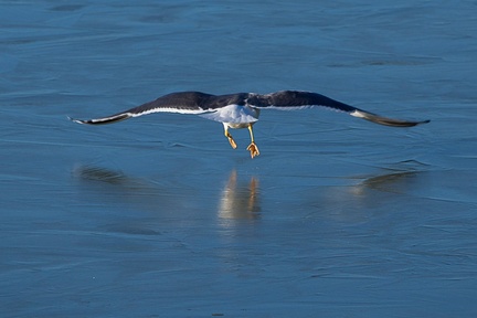 Lesser Black-backed Gull take-off - 6d5305
