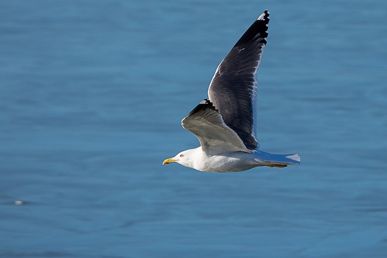 Lesser Black-backed Gull in Flight - 6d5310